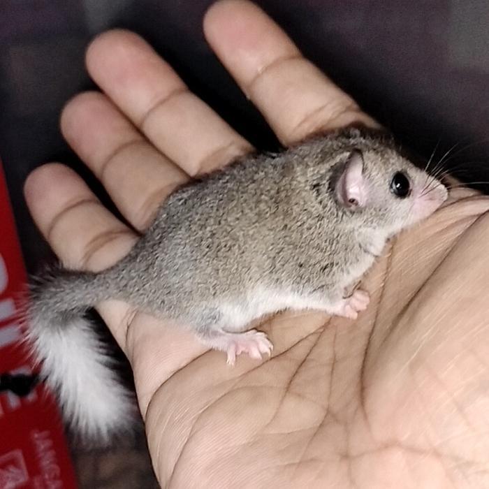 AFRICAN PYGMY DORMICE + PACKING