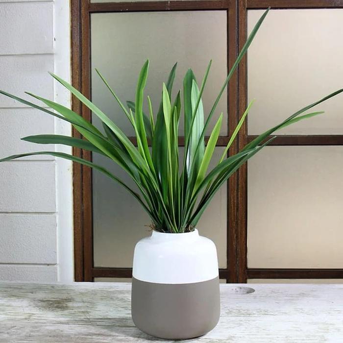 Ada Stok CYMBIDIUM ORCHID GREEN LEAF - DAUN ANGGREK PANDAN HIJAU PREMIUM LATEX