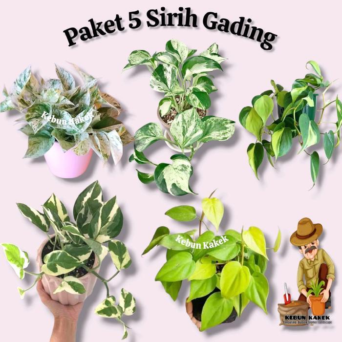 Paket 5 Sirih Gading / Sirih Gading Manjula / Sirih Gading Brazil / Sirih Gading Enjoy Sirih Gading
