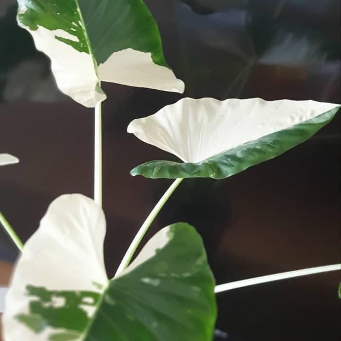tanaman hias alocasia varigata - lompong putih