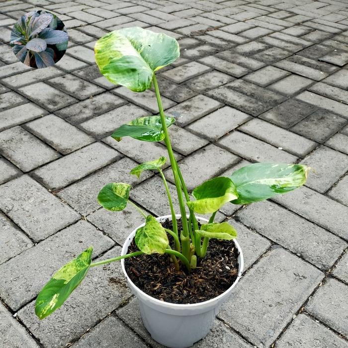 Philodendron Rubescens Variegata on Pot No. 17 Jarang Ada