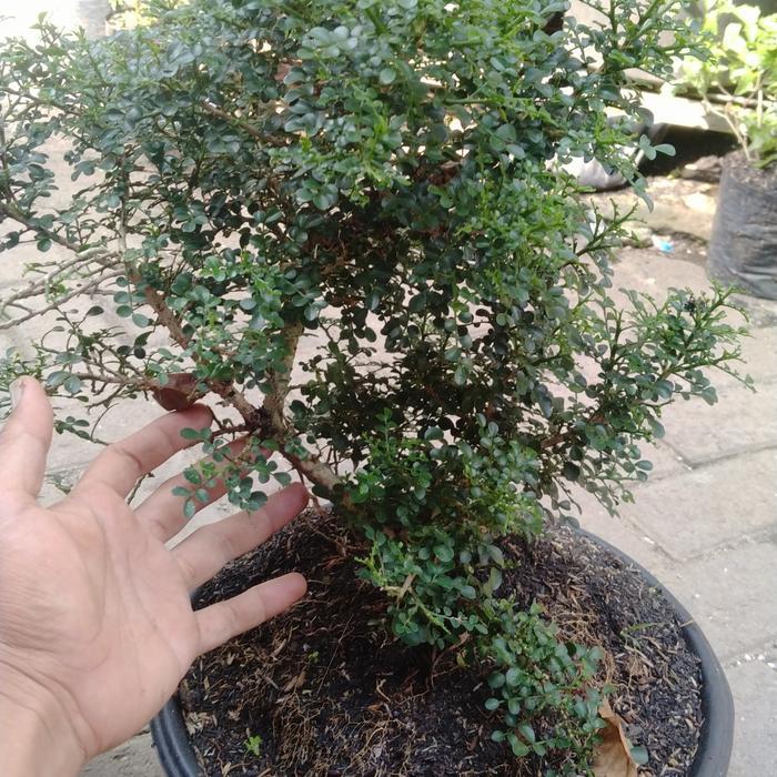 bonsai kemuning mikro