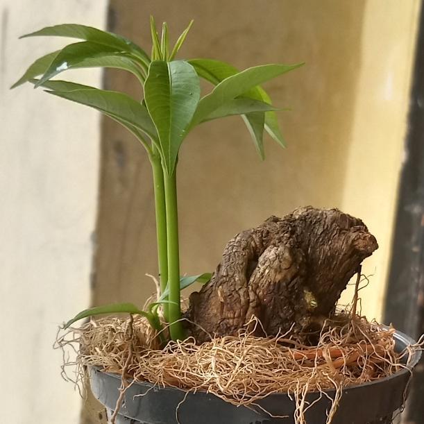 bahan bonsai pohon pule