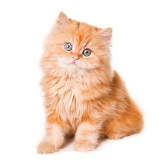 Anakan Kitten Persia Jantan Cream lucu imut kucing adopsi adopt