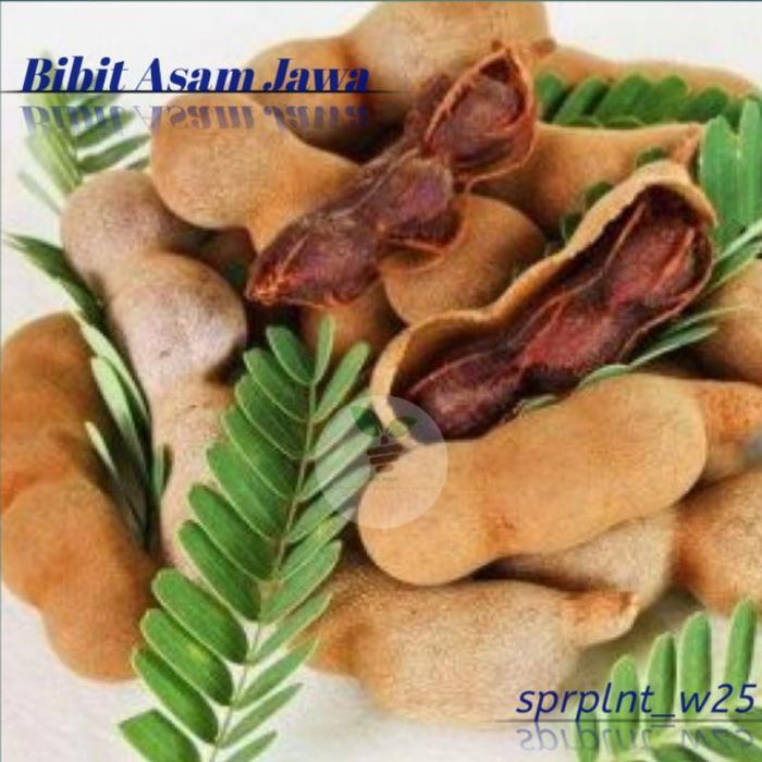 Bibit Asam Jawa Bahan Bonsai Bibit bonsai asam jawa