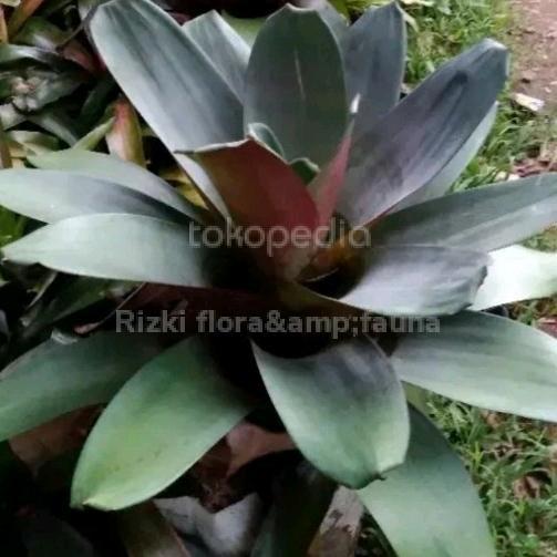 tanaman bromelia merah giant