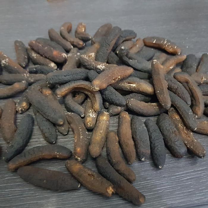 40 ekor Teripang Gamat sea cucumbar Hoisom haisom pasir belitung