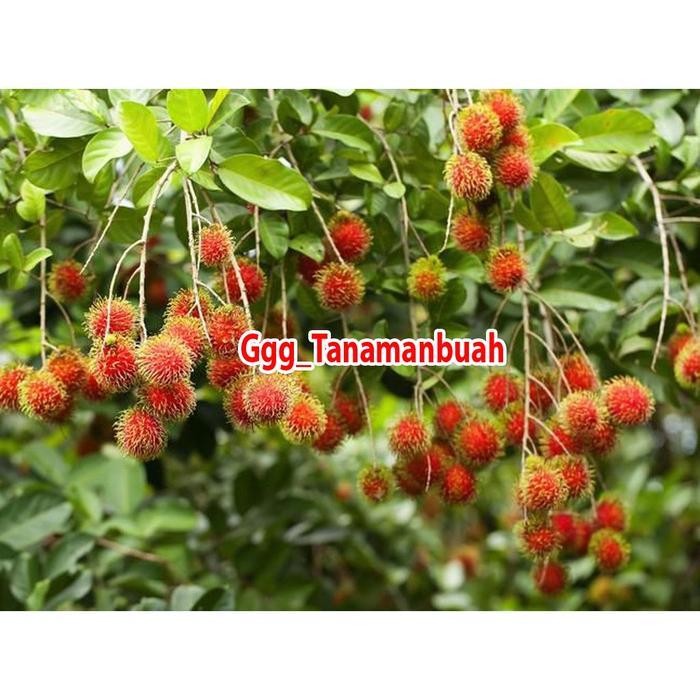 Bibit rambutan binjai kondisi berbunga