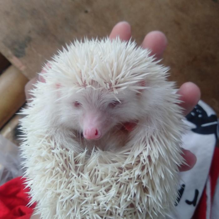 Landak Mini Albino Indukan + bonus