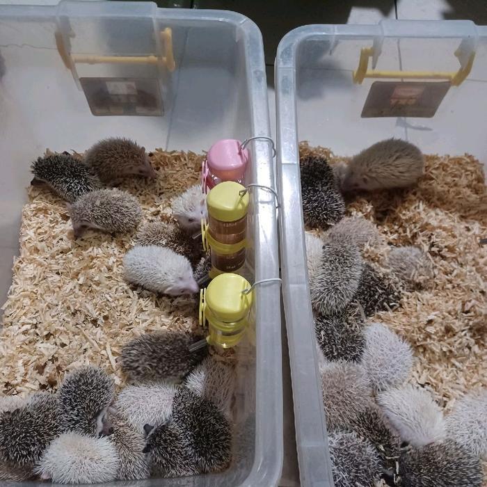 landak mini anakan albino,saltpaper,pinto,cinnicot,cinamon,apricot,tobiano dll