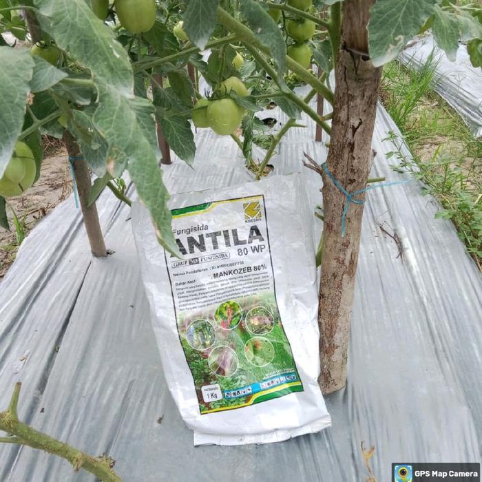 mataharitaman99 ANTILA 80 WP 1 kg & 500 gr fungisida bahan aktif Mancozeb 80%