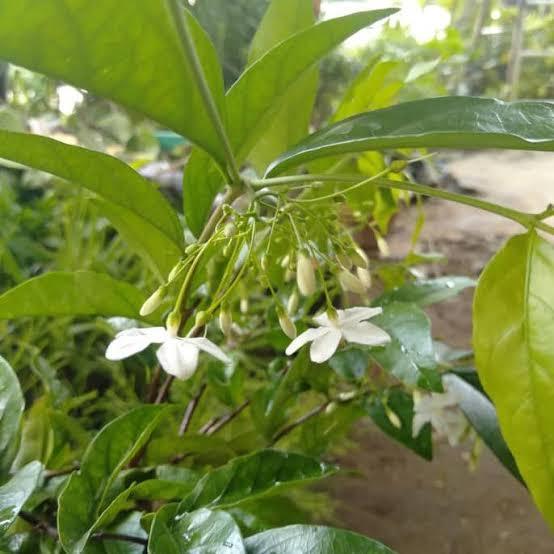 Biji / Benih / Bahan bonsai anting putri