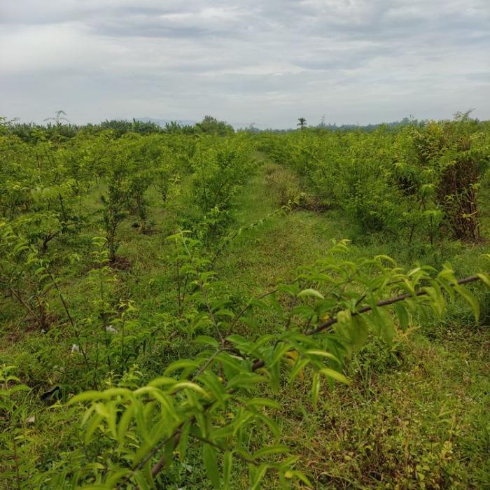 ( isi 5 ) Bahan Bonsai Anting Putri Batang Putih Paket