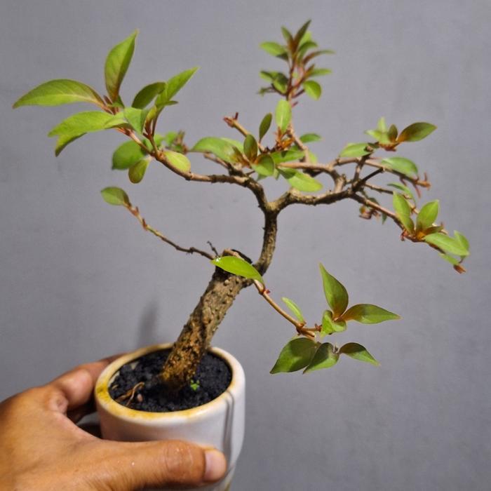 Bonsai Shito Pusaka + Pot Keramik