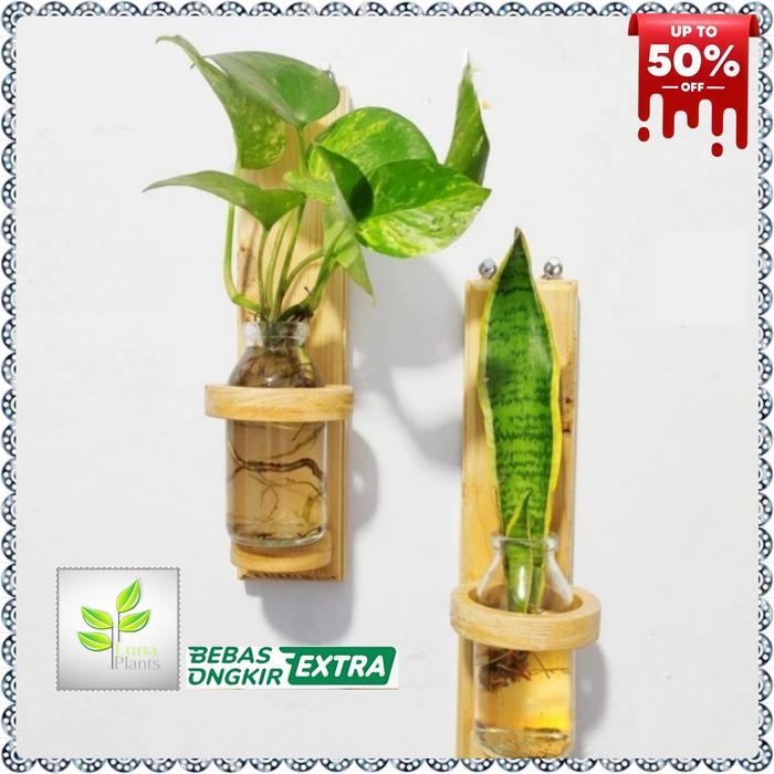 Diskon Tanaman Media Air - Tanaman Air - Paket Tanaman Air