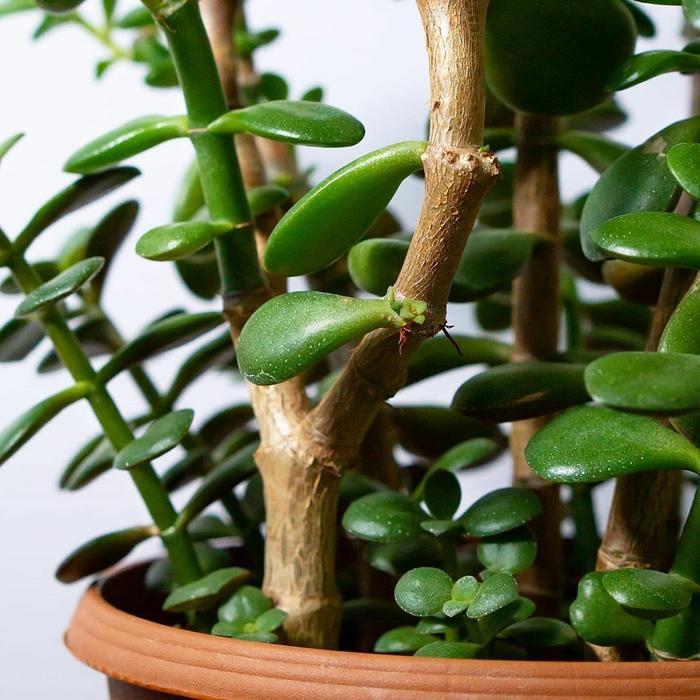 tanaman hias jade plant jumbo