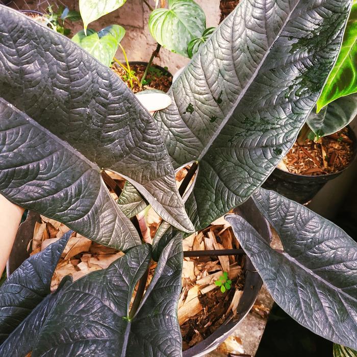 Tanaman hias Alocasia scalprum