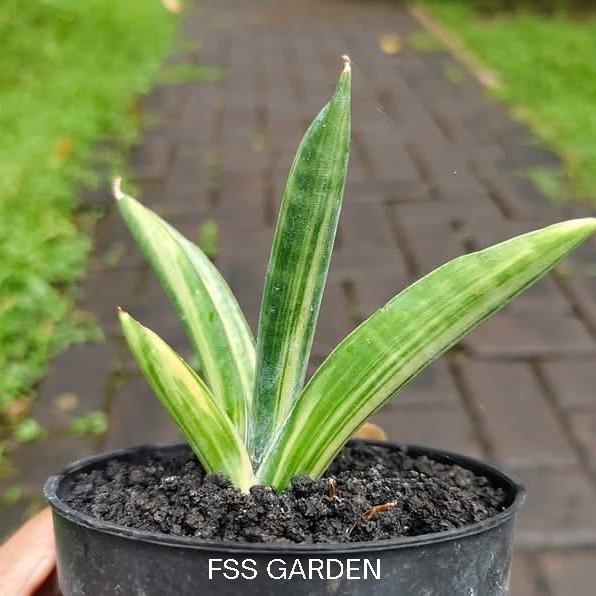 Sansevieria Marsha Anjani Varigata
