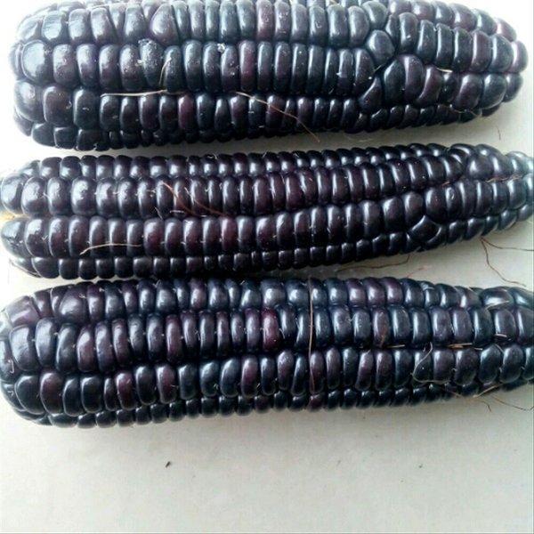 Benih - Biji - Bibit Jagung Ungu Unik - Purple Corn - Jagung Pulut Ketan - Repack Panah Merah