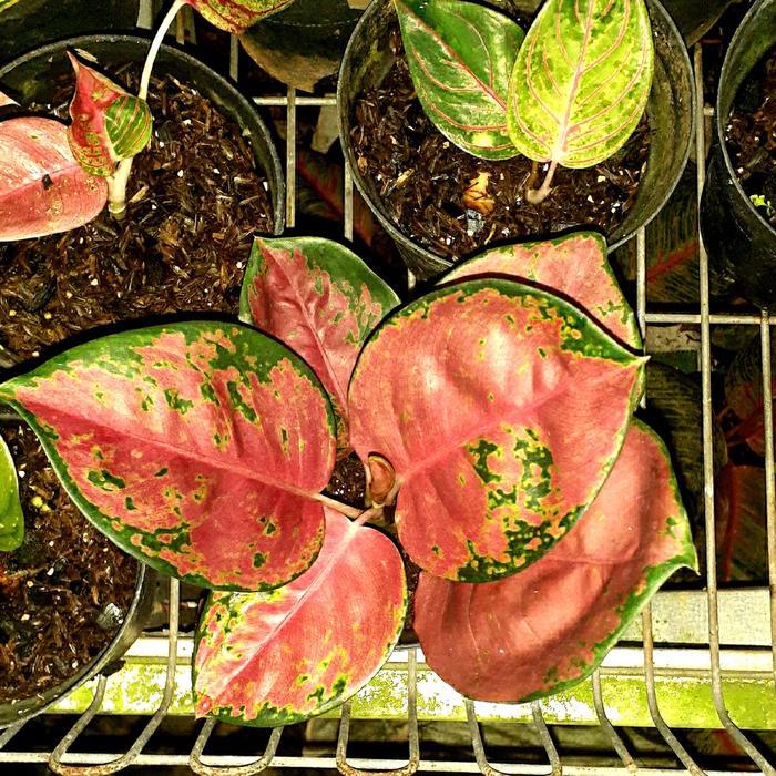 Tanaman hias aglonema kochin ebony realpict