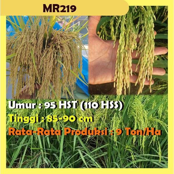 Benih Padi Bibit Unggul Padi MR 219 1Kg