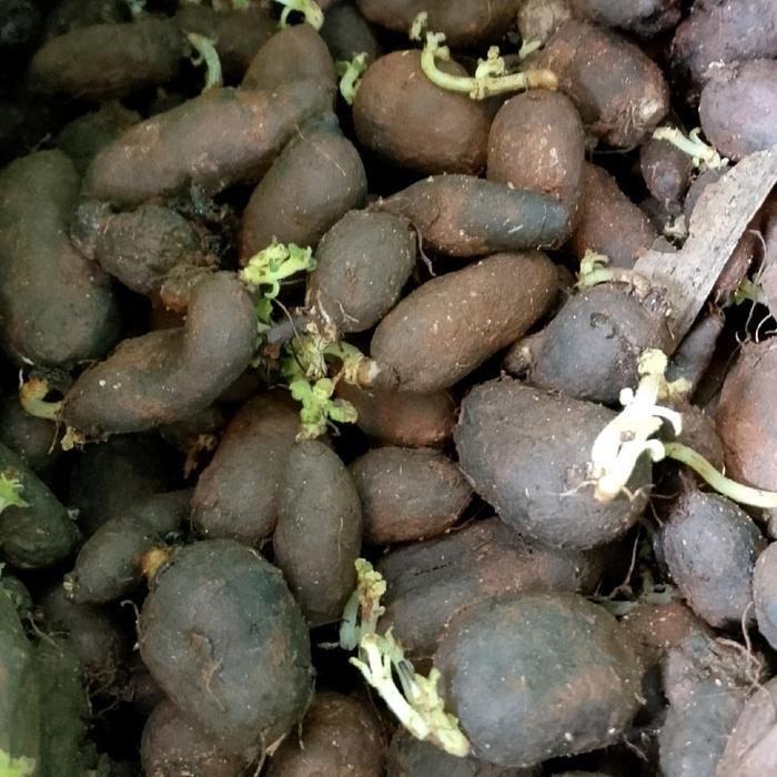 Bibit Kentang Hitam 50 Biji untuk Tanaman Sayur Segar Benang