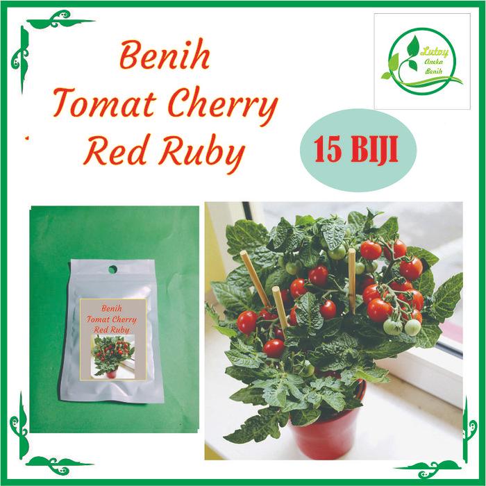 BENIH TOMAT CHERRY RED RUBY ISI 15 BIJI