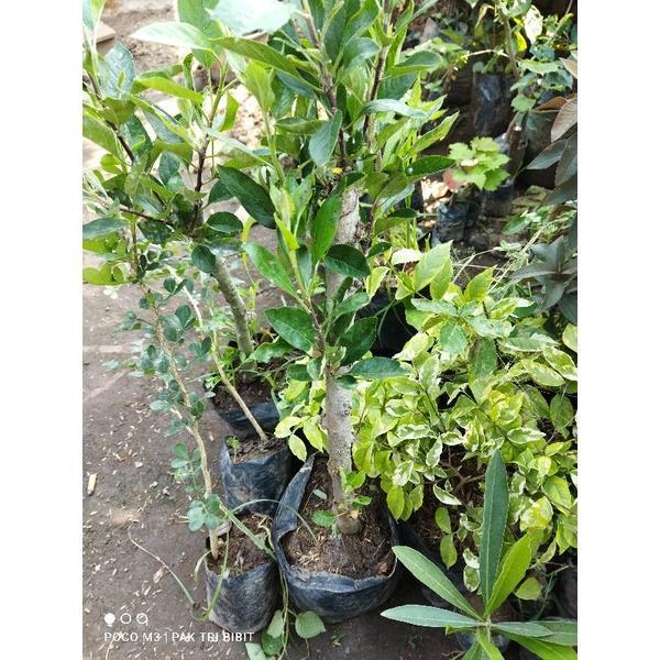 Bibit apel fuji cangkok batang besar