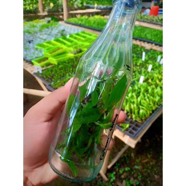 MURAAAH  BOTOL Anggrek bulan Silangan taiwan