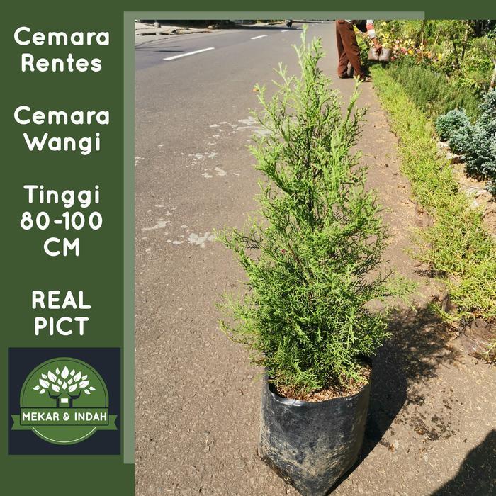 tanaman cemara wangi rentes, pohon cemara rentes wangi, cemara natal