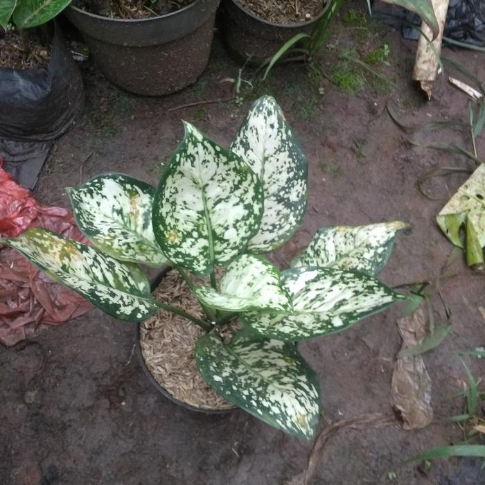 aglonema dut white anjamani
