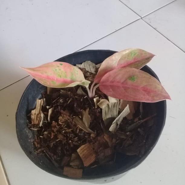 tanaman hias pohon lady pink - aglonema lady pink