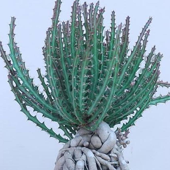Euphorbia Knuthii bonggol besar