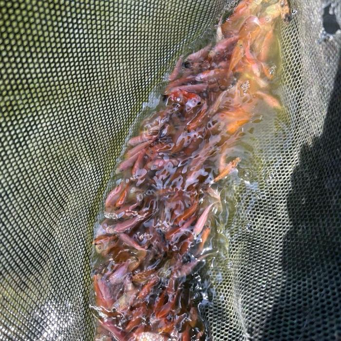 bibit ikan nila merah bangkok monosex paket 100 ekor