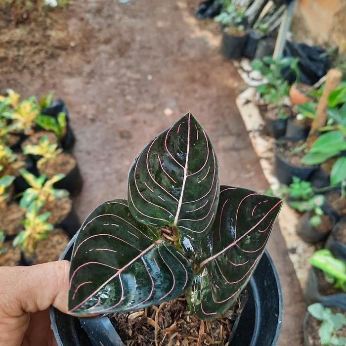 AGLONEMA ROTUNDUM ACEH-bibit tanaman aglonema rotundum aceh