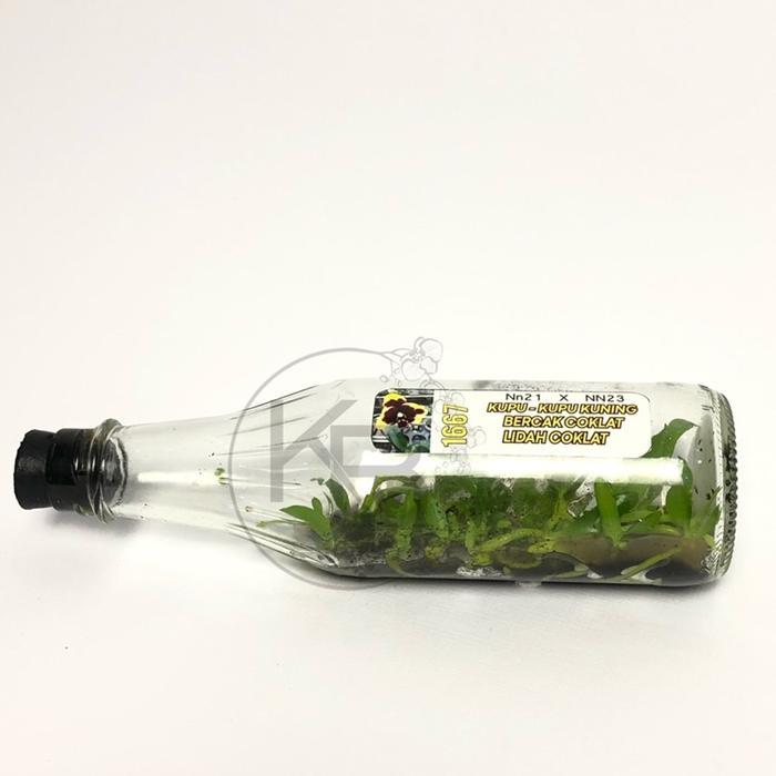 Bibit Anggrek Bulan Botolan Anggrek Bulan Botol