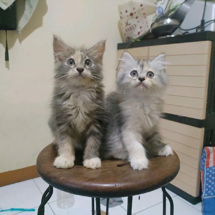 kucing kitten persia silver tabby, mainecoon himalaya peaknose anggora