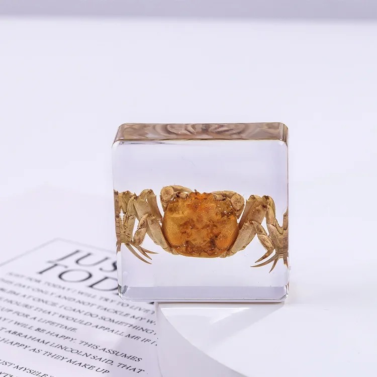 Square resin insect specimen, auxiliary cognitive teaching aids, animal specimen, artificial amber