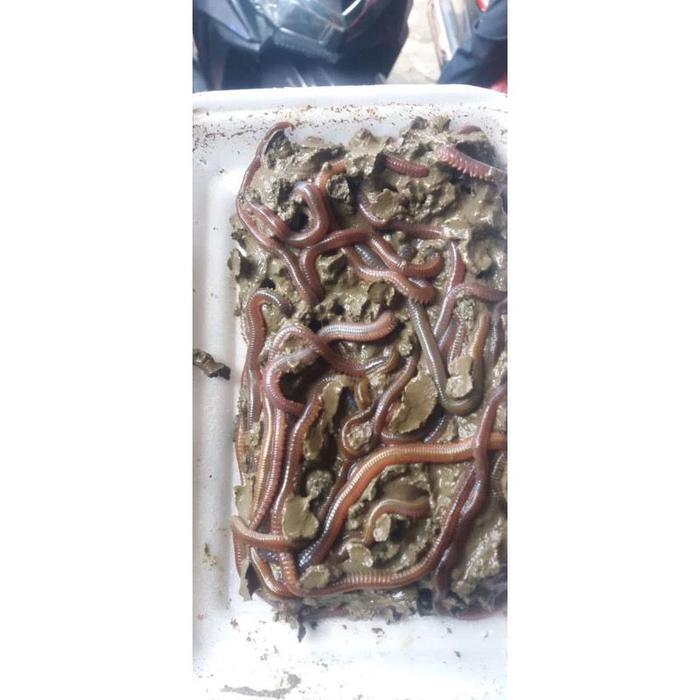 CACING LAUT NAGA UMPAN GALATAMA LELE