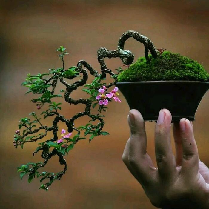 bonsai sakura micro siap pajang