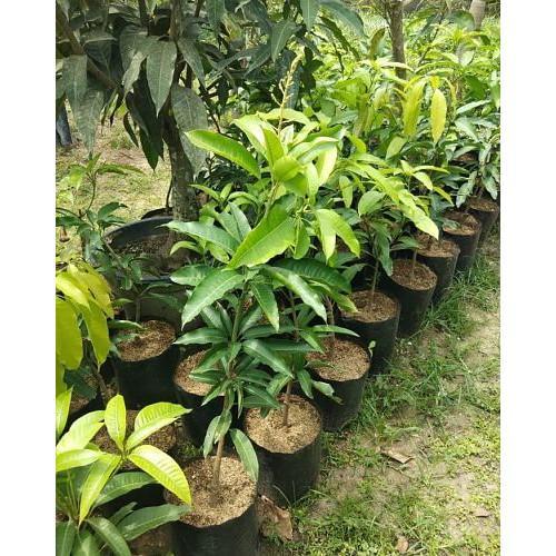 Paket 4 Bibit Mangga super ( kiojay yuwen irwin garifta merah )