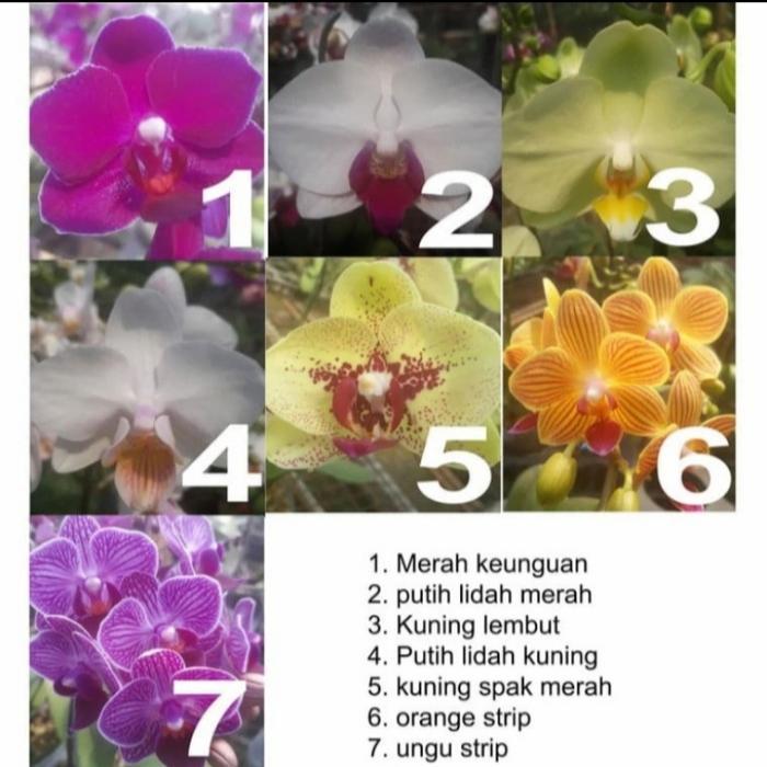 Bibit Anggrek Bulan Mini (dewasa siap berbunga)