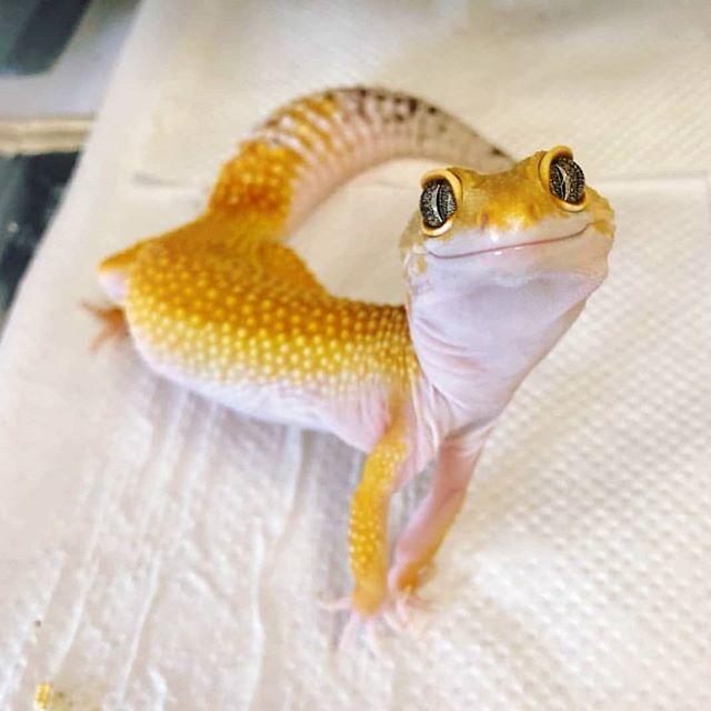 Leopard Gecko Jinak Premium - bukan panana tegu iguana african