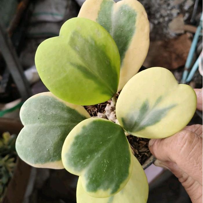 Hoya Kerrii Variegata / Hoya Keri Variegata