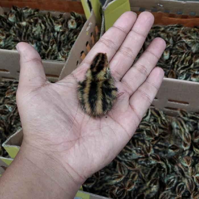 anak burung puyuh hidup pejantan untuk pakan hewan