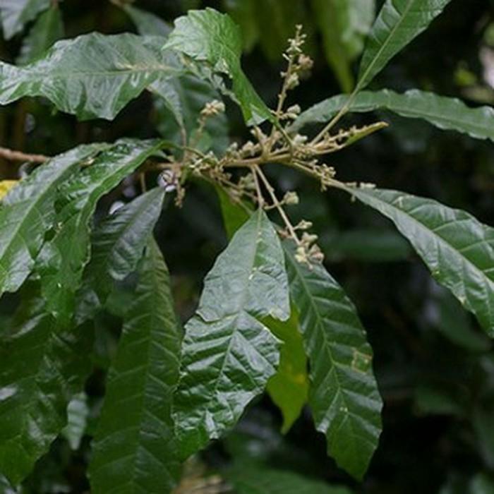 Bibit tanaman obat Sanrego