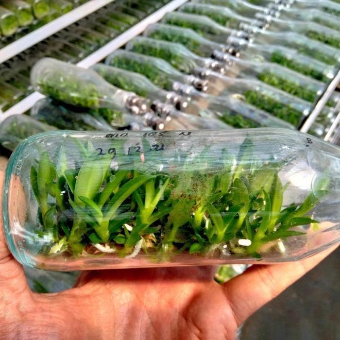 Bibit Botol Dendrobium Violaceoflavens (Anggrek Besi Papua)