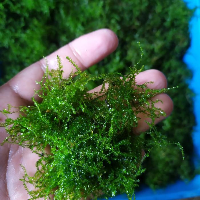 Java Moss Se Nampan (Full Daun Air)