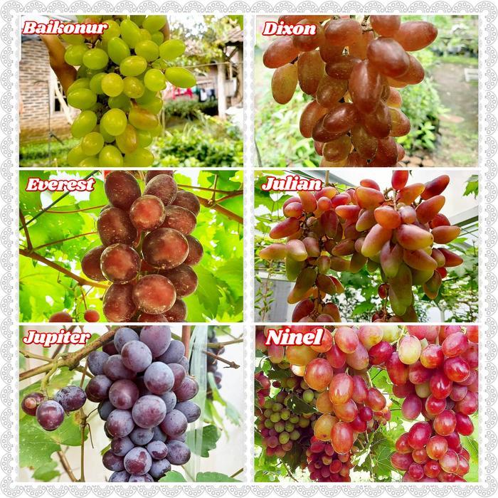 bibit anggur import Paket 6 Bibit Anggur Import, Bibit Anggur Unggul, Bibit Buah Anggur, Bibit Ninel