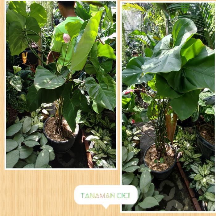 Tanaman Anthurium bunga besar tanaman hias surabaya
